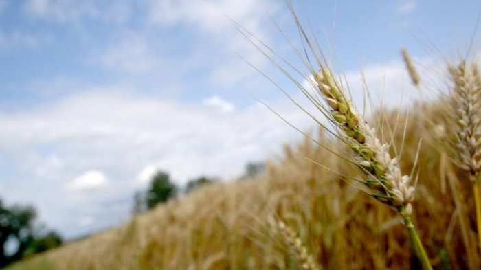 FAO : Les prix alimentaires mondiaux à un niveau record en 2022