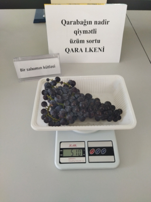 Se recuperan variedades raras de uva de Karabaj