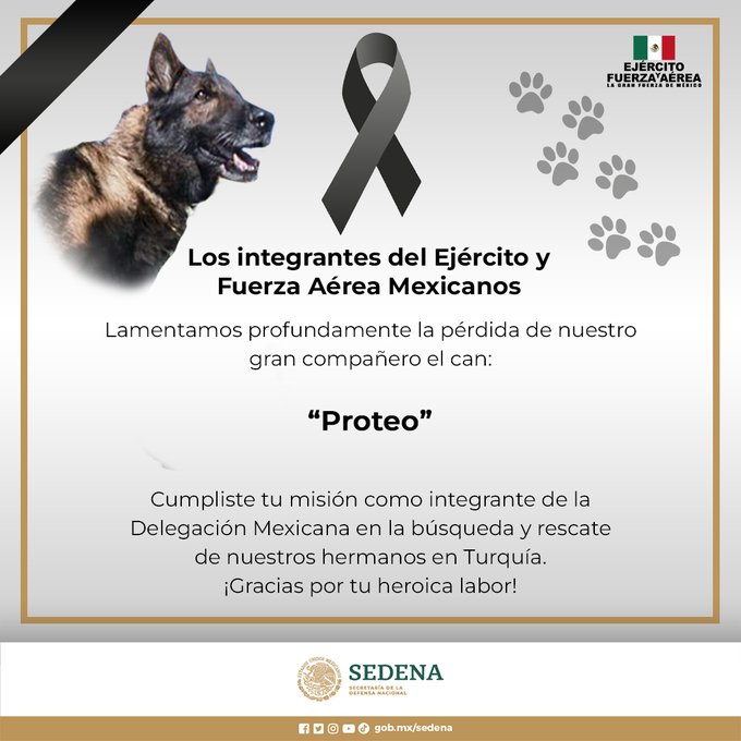 Muere el perro rescatista mexicano Proteo durante una operación de salvamento en Turquía