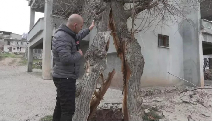    Tut ağacı iki yerə bölündü -   FOTO    