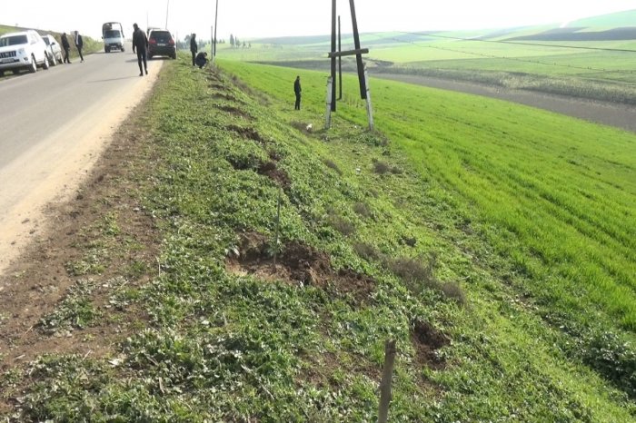    Cəlilabadda yol kənarında ağaclar kütləvi şəkildə qırılıb -    FOTO     
   