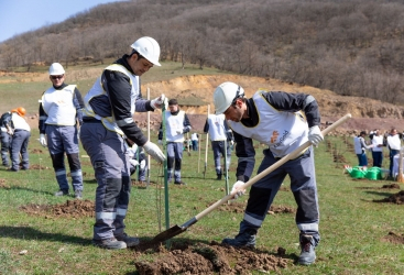 “Ağyoxuş-1” qızıl yatağı yaxınlığında ağacəkmə aksiyası keçirilib