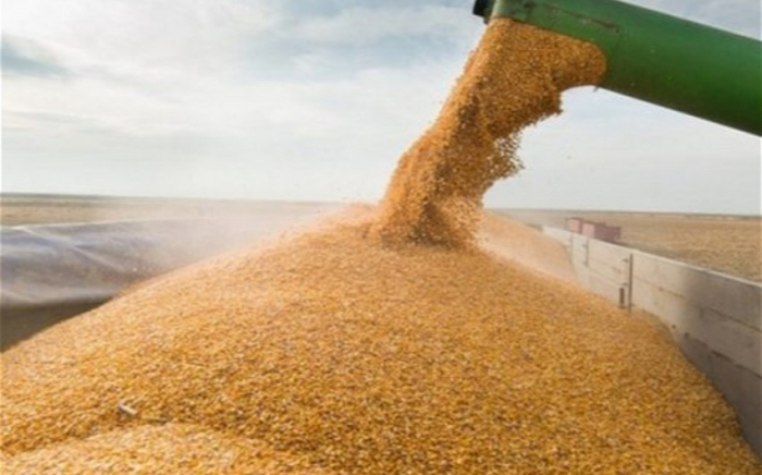 Weizenimport Aserbaidschans aus Kasachstan hat sich mehr als verdoppelt 