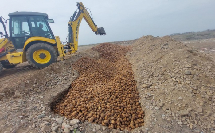 63 tona yaxın kartof yararsız çıxıb