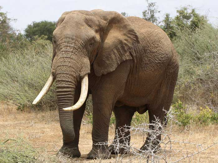   Hindistada fil hücumları:   Ən azı 9 nəfər ölüb      