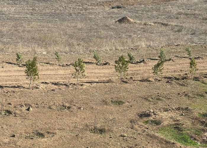 UN officials plant trees in Azerbaijan