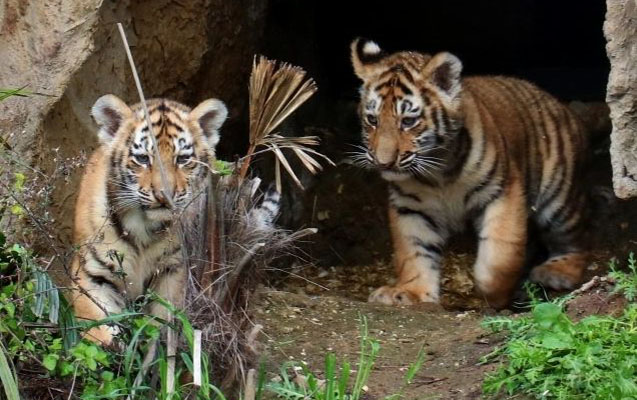    Zooparkda pələng balaları doğuldu -    FOTOLAR        
