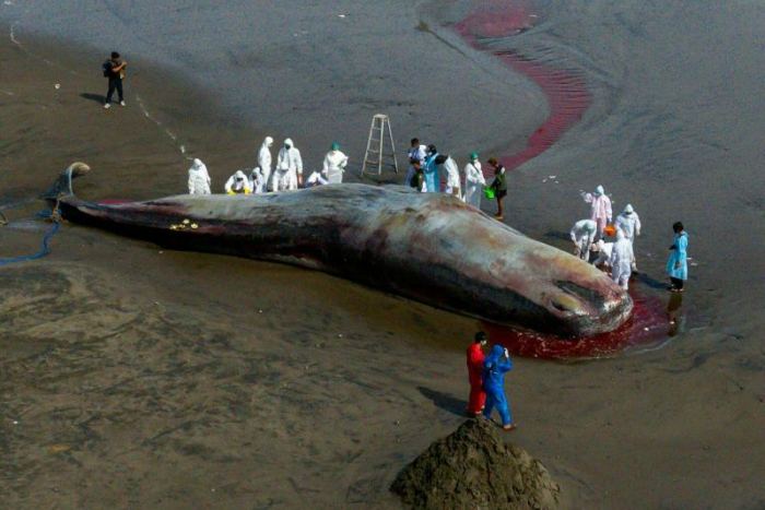   Third massive whale dies after beaching itself in Bali -   NO COMMENT    