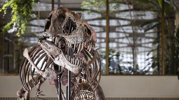   Skelett von T. rex wird in Zürich versteigert  
