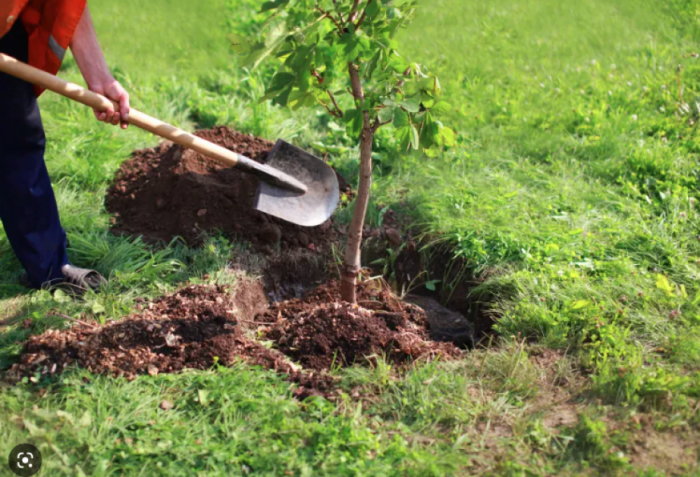 Este año se realizarán trabajos de reforestación en una superficie de casi 100 hectáreas en Karabaj y Zangazur Oriental