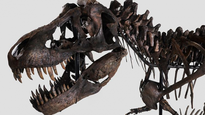 Der Tyrannosaurus Rex kommt nach Antwerpen