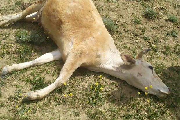 10 baş inəyi ”tok” vurub öldürdü    - FOTO   