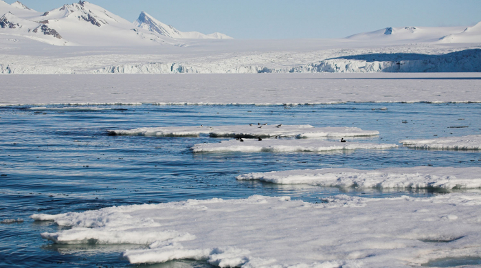       Tədqiqat:    Arktika yosunları mikroplastiklərlə çox çirklənib   