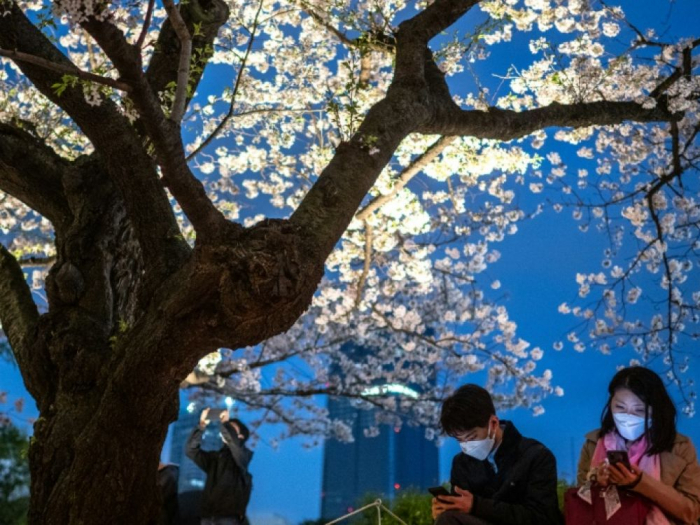 Le Japon veut mettre fin au rhume des foins