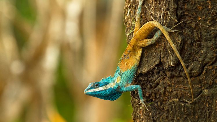   Forscher entdecken 380 neue Tier- und Pflanzenarten am Mekong  