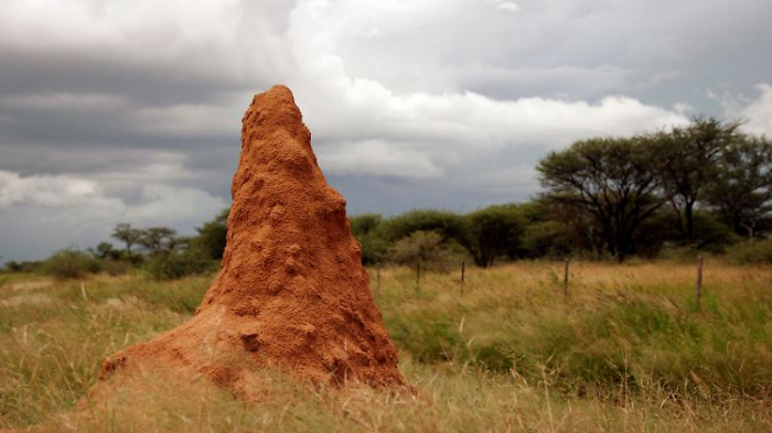   Termitenhügel sind hervorragend klimatisiert  