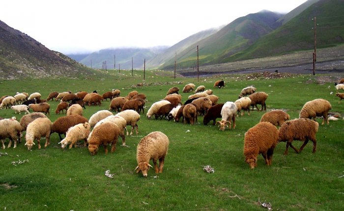       Quduz qoyunları    kəsib ailəsinə qonaqlıq verdi -  Araşdırma başlanıldı      
