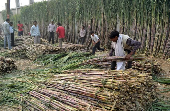   Indien will Zuckerexporte verbieten  
