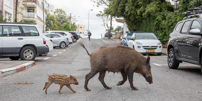 Vəhşi qaban xeyli insanı yaraladı