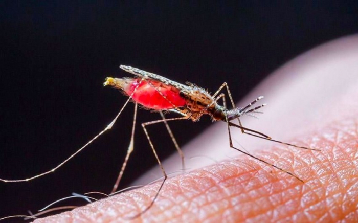 US reports first malaria cases in decades 