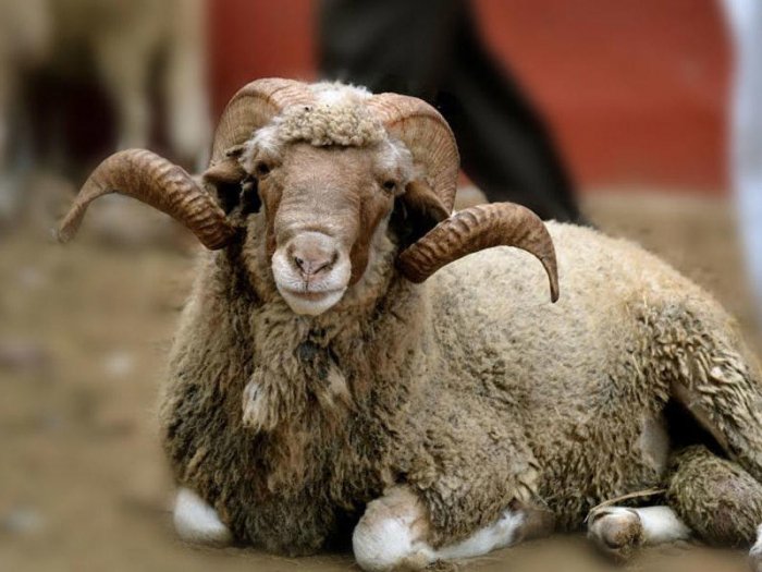       Hacı Fuad Nurullayev:    Qurban üç gün ərzində kəsilə bilər  
   