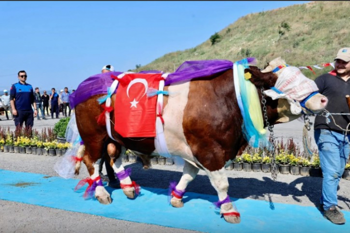    Qurbanlıq heyvanları gözəllik yarışına çıxardılar -    FOTOLAR      