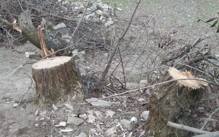 Rayonlarda ağacları qanunsuz kəsdilər 