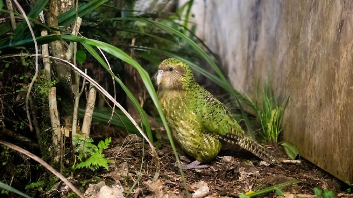  Kakapos kehren zurück auf Festland von Neuseeland  