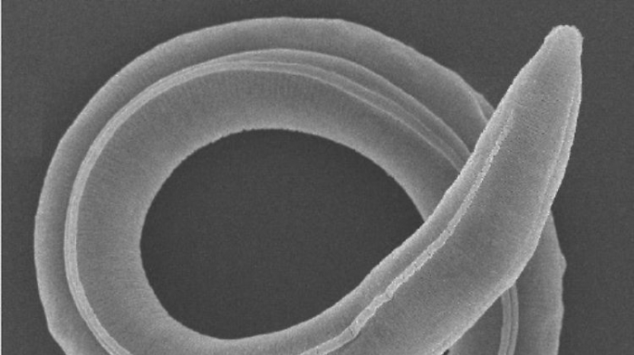   Würmer nach 46.000 Jahren zum Leben erwacht  