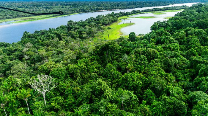   Abholzung im Amazonasgebiet geht stark zurück  