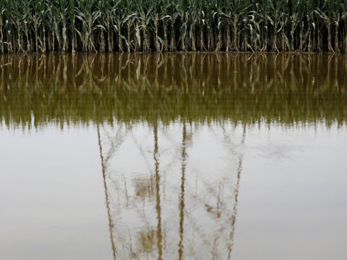 Les inondations pourraient aggraver les maladies dans les cultures céréalières en Chine