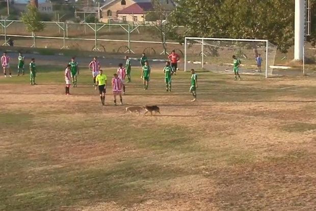 Azərbaycan çempionatında stadiona küçə itləri girdi