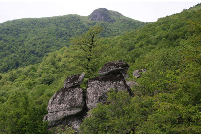 Azerbaijan’s Hyrcanian Forests inscribed to UNESCO World Heritage List