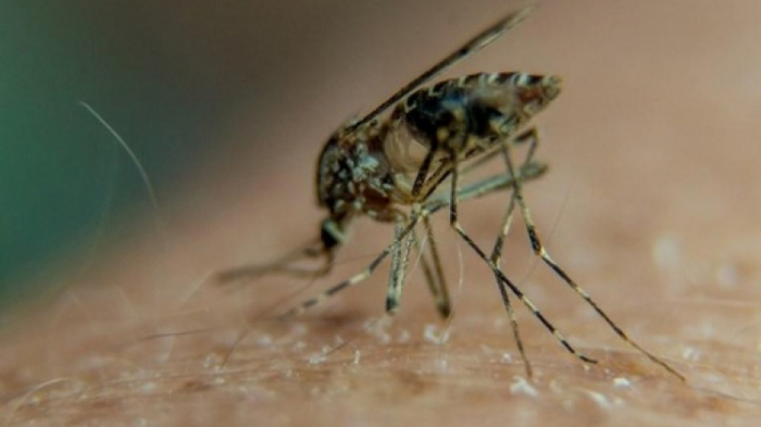 Le bilan de la dengue au Bangladesh dépasse le millier de morts