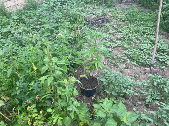   Aserbaidschan entdeckt Drogenplantage im Dorf Guschtschular in Karabach  