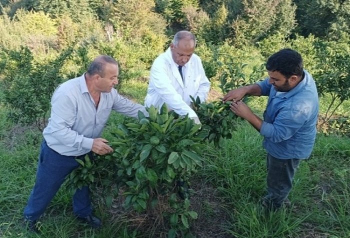 Lənkəran və Astaradakı bağlarda zərərvericilər aşkarlanıb  
