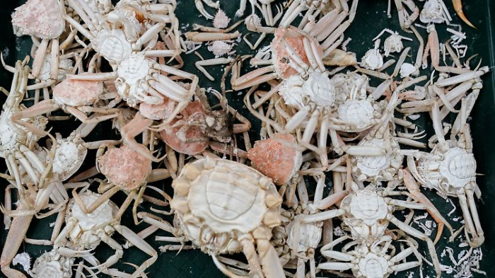   Milliarden Krabben vor Alaska sollen verhungert sein  
