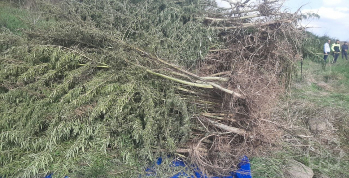 Una plantación de arbustos de cannabis fue descubierta en el pueblo de Sirkhavand del distrito de Aghdam