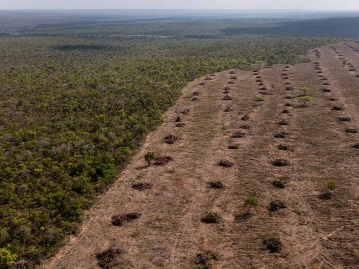 Le monde va "dans la mauvaise direction" pour arrêter la déforestation d