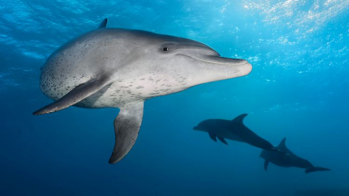   Delfine nutzen elektrische Felder zur Navigation im Meer  