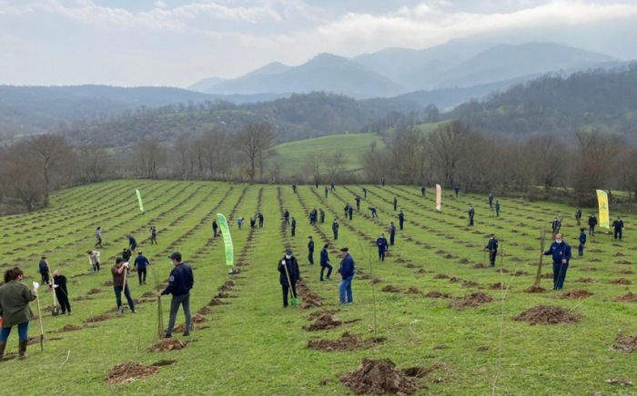   Auf den Flächen des Waldfonds in Aserbaidschan wurden mehr als 30.000 Bäume gepflanzt  