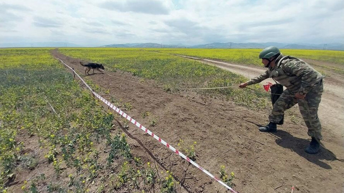 Azerbaijan reveals numbers of landmines detected in liberated territories within past week