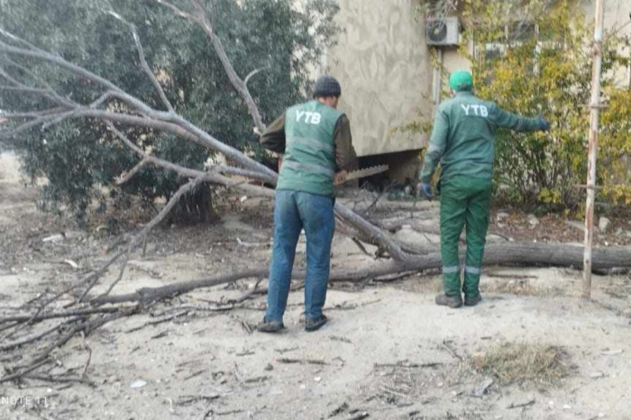 Külək Bakıda 27 ağacı sındırıb