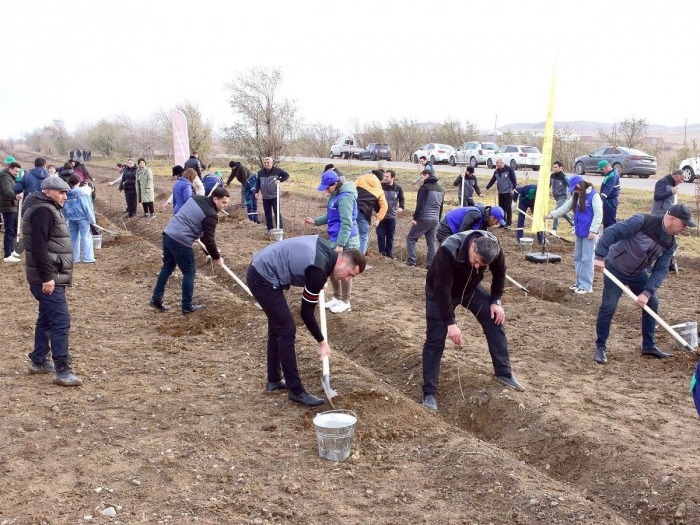 New green plantings laid on Azerbaijan