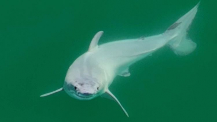   Luftaufnahme soll neugeborenen Weißen Hai zeigen  