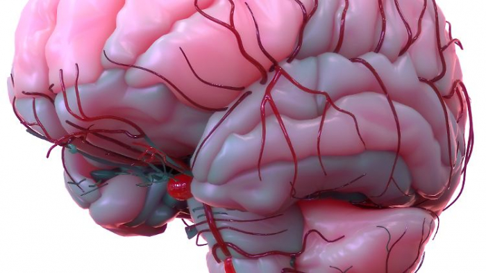   Studie zeigt, wie Virusinfektionen das Gehirn schädigen  