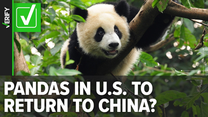 Panda jesti Çin-ABŞ münasibətlərini düzəldəcək?