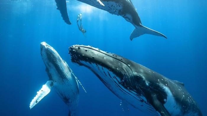   Wie Bartenwale unter Wasser Gesänge erzeugen  