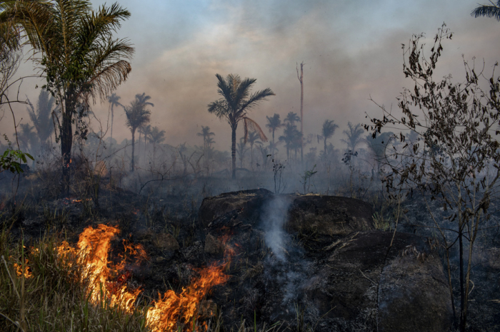 Près de la moitié des forêts amazoniennes menacées d