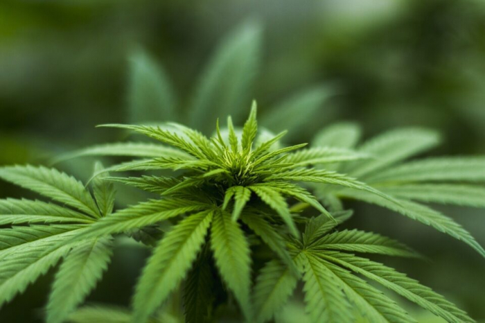   Allemagne : le Parlement valide la légalisation du cannabis récréatif  